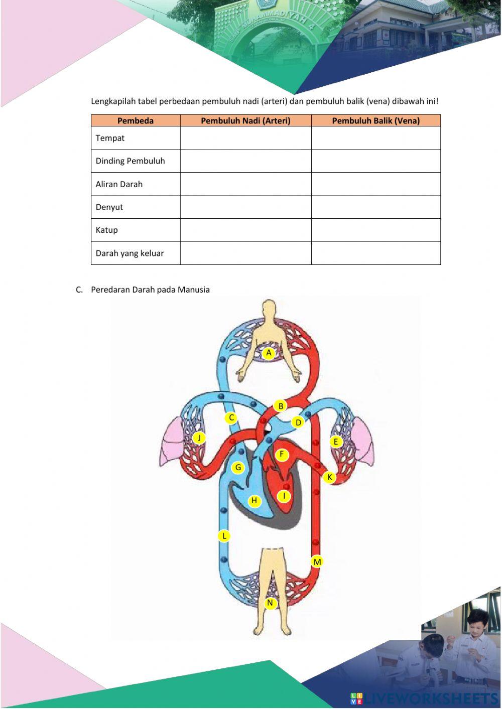 LKPD Sistem Peredaran Darah II