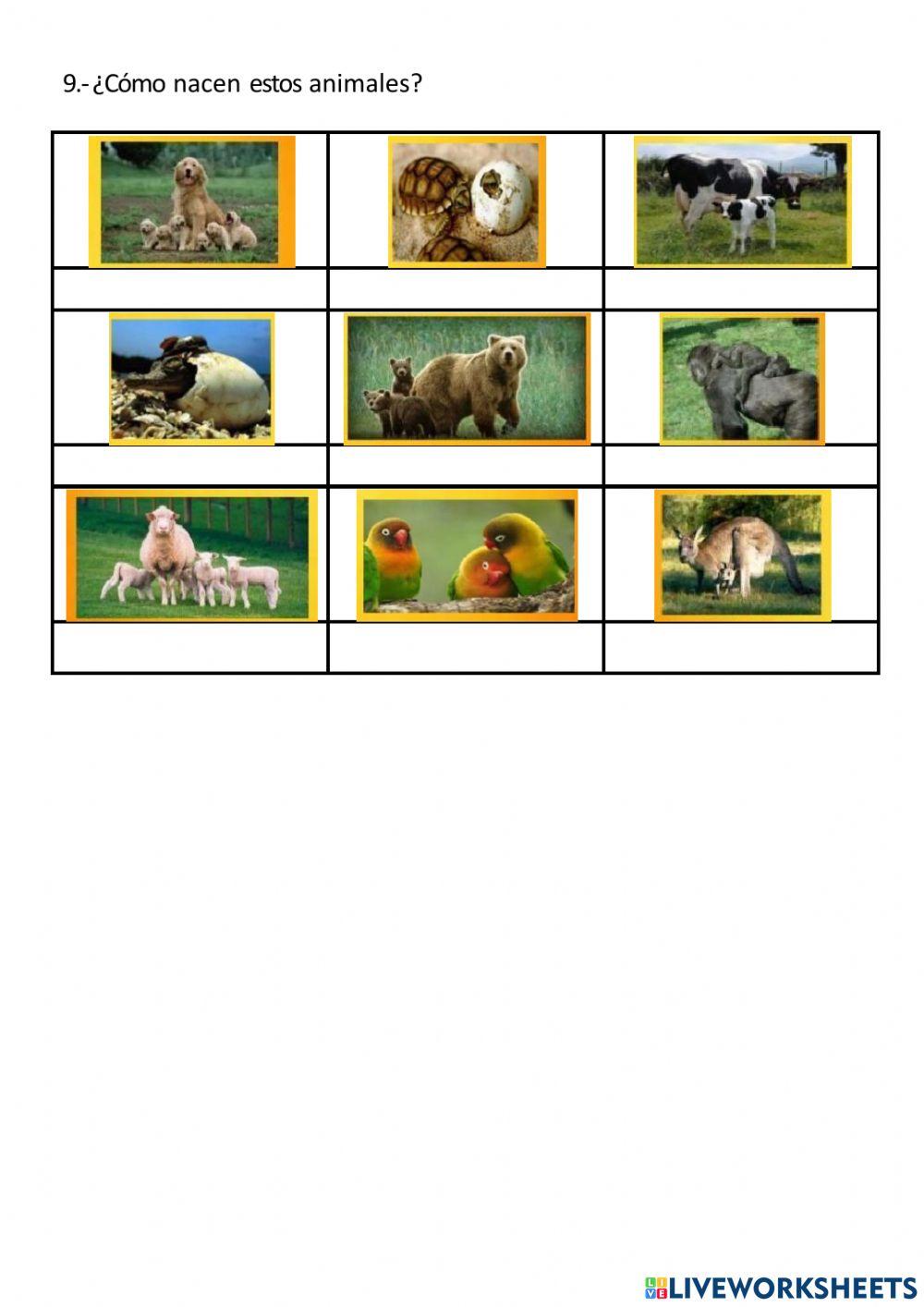 ¡Cuántos seres vivos!