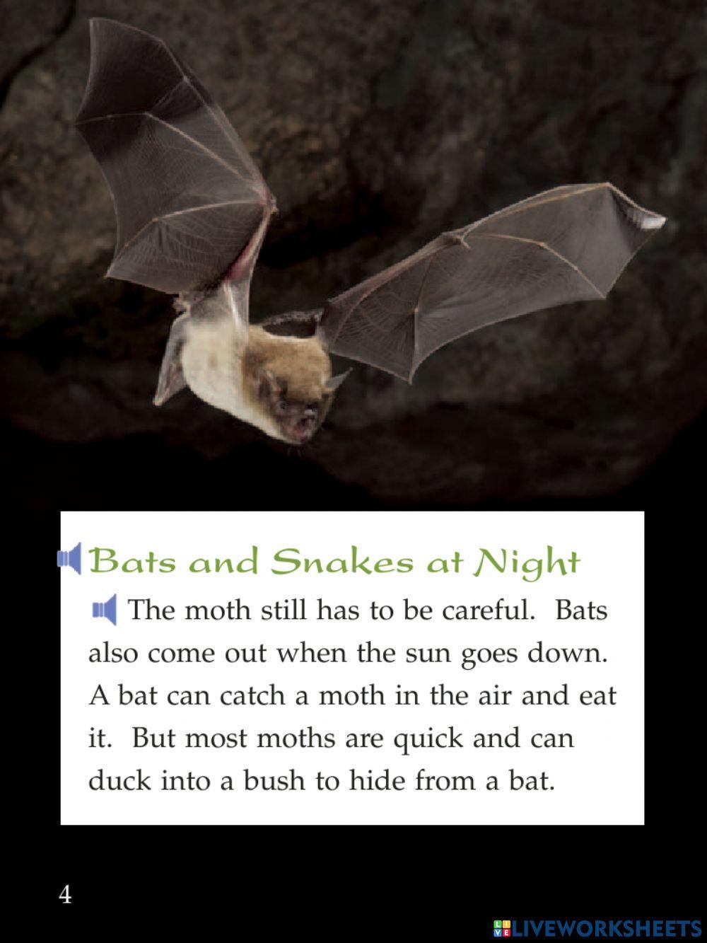 Chased by a bat