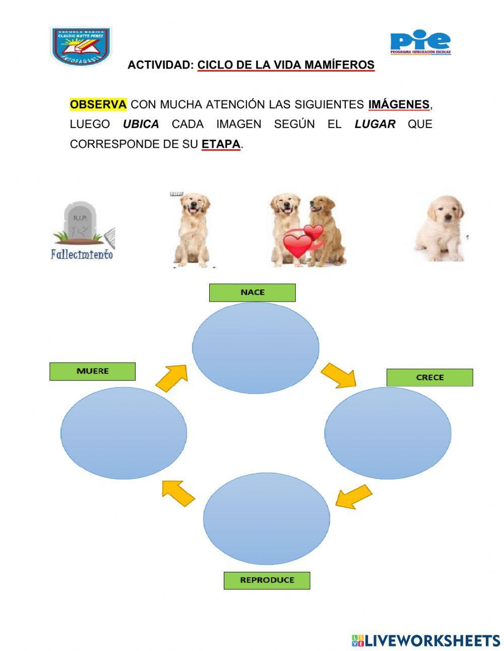Ciclo de vida mamifero