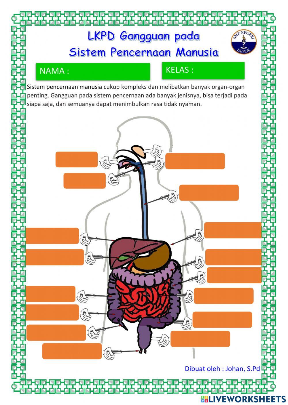 Sistem Pencernaan pada Manusia