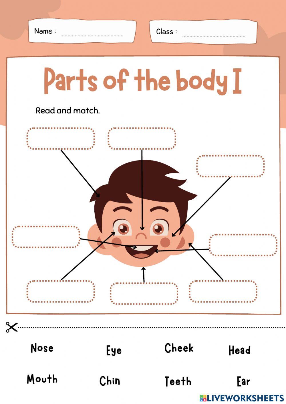 Parts of the body i worksheet | Live Worksheets
