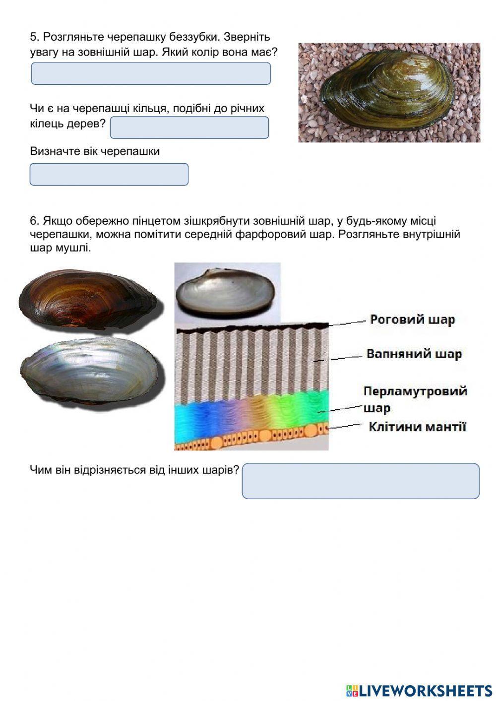 Лабораторне дослідження 3. Молюски