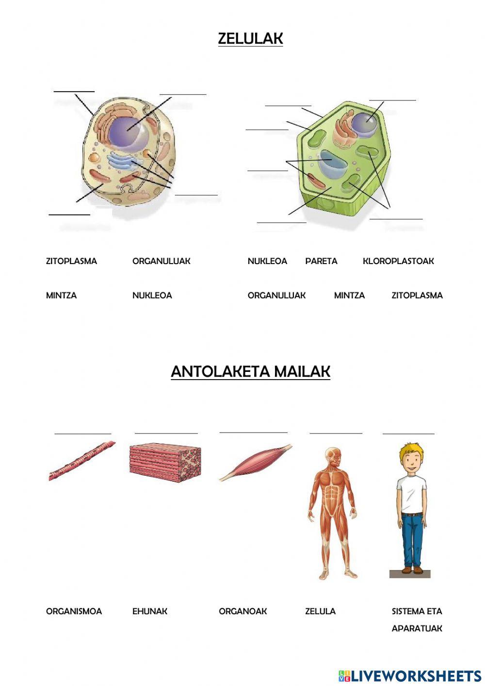 Zelulak eta antolaketa mailak