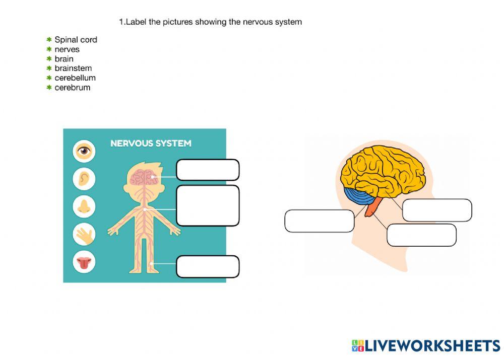 Nervous System Interaction