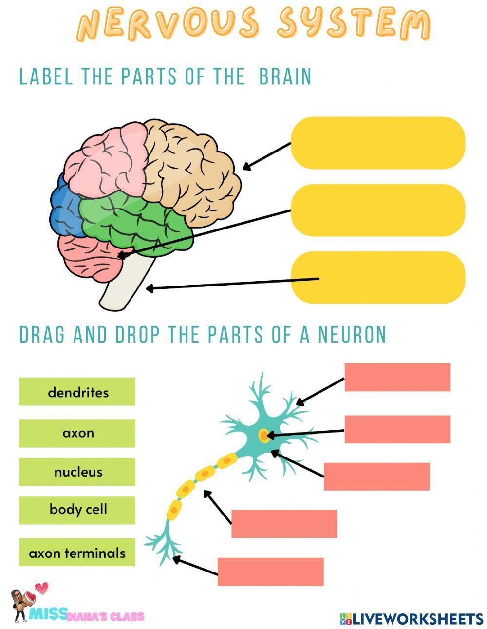 Nervous system