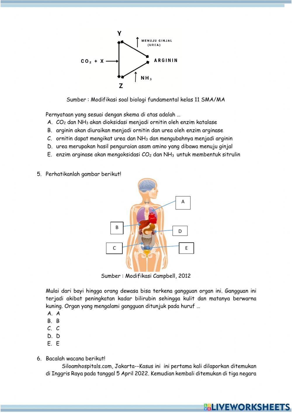 Postes pertemuan 3 - Organ Hati dan Paru-paru