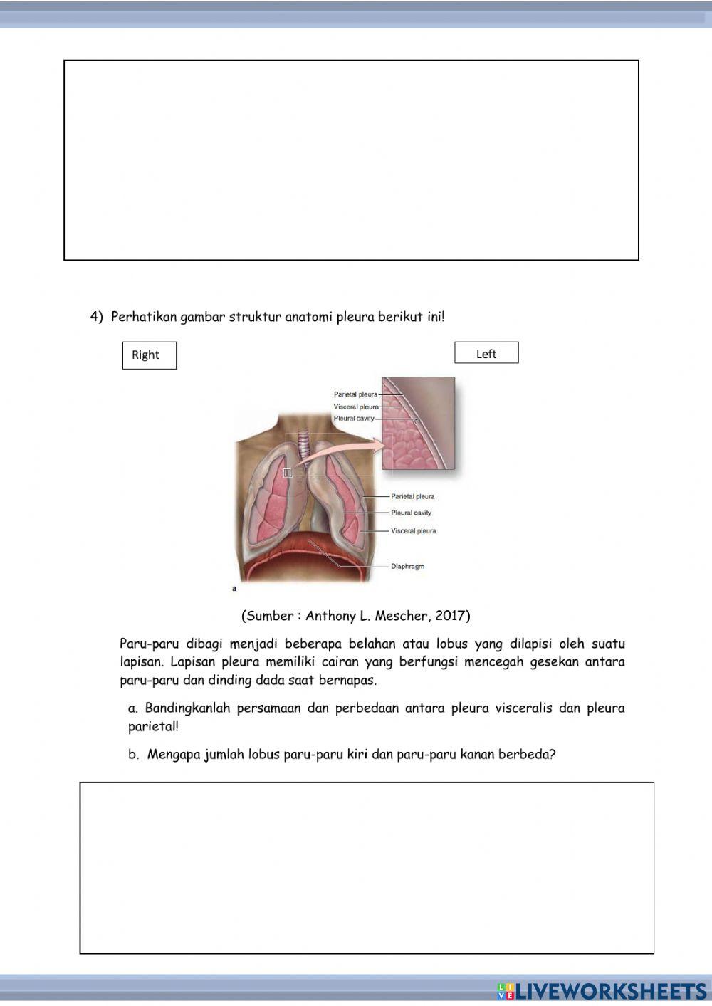 Ulangan Harian Sistem Ekskresi Manusia