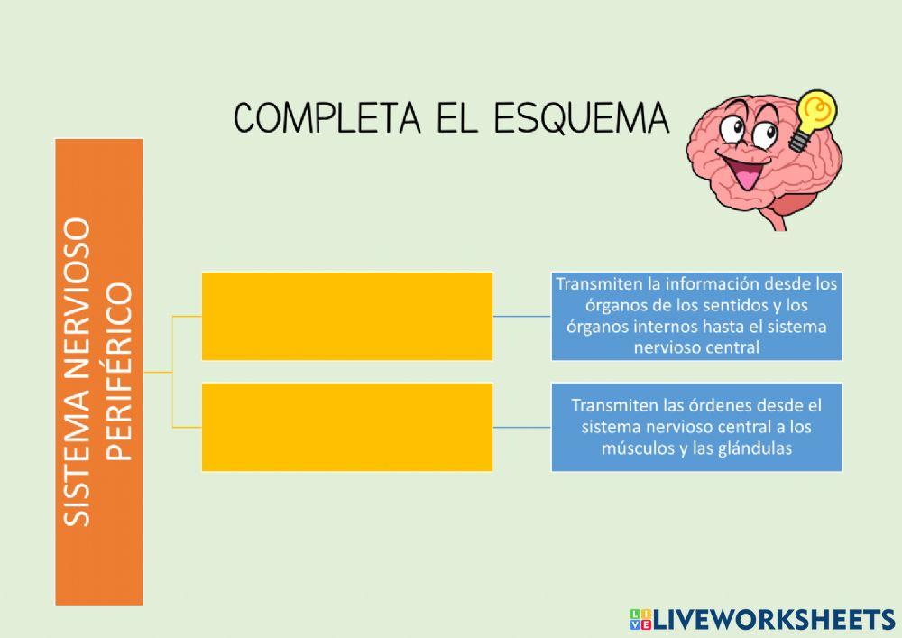 El sistema nervioso periférico