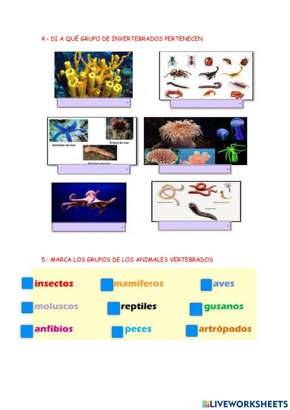 Animales vertebrados e invertebrads