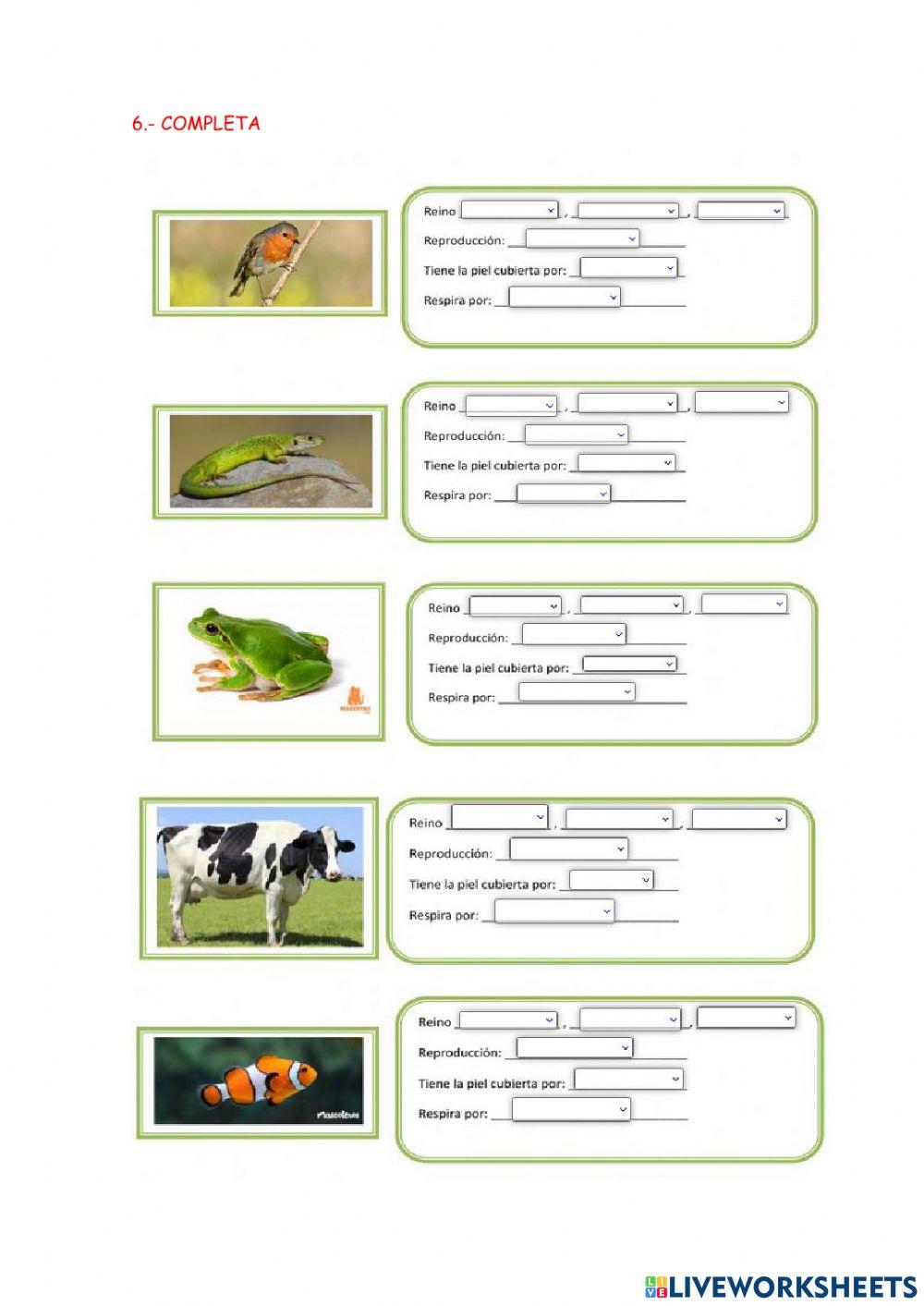 Animales vertebrados e invertebrads Animales vertebrados e invertebrads