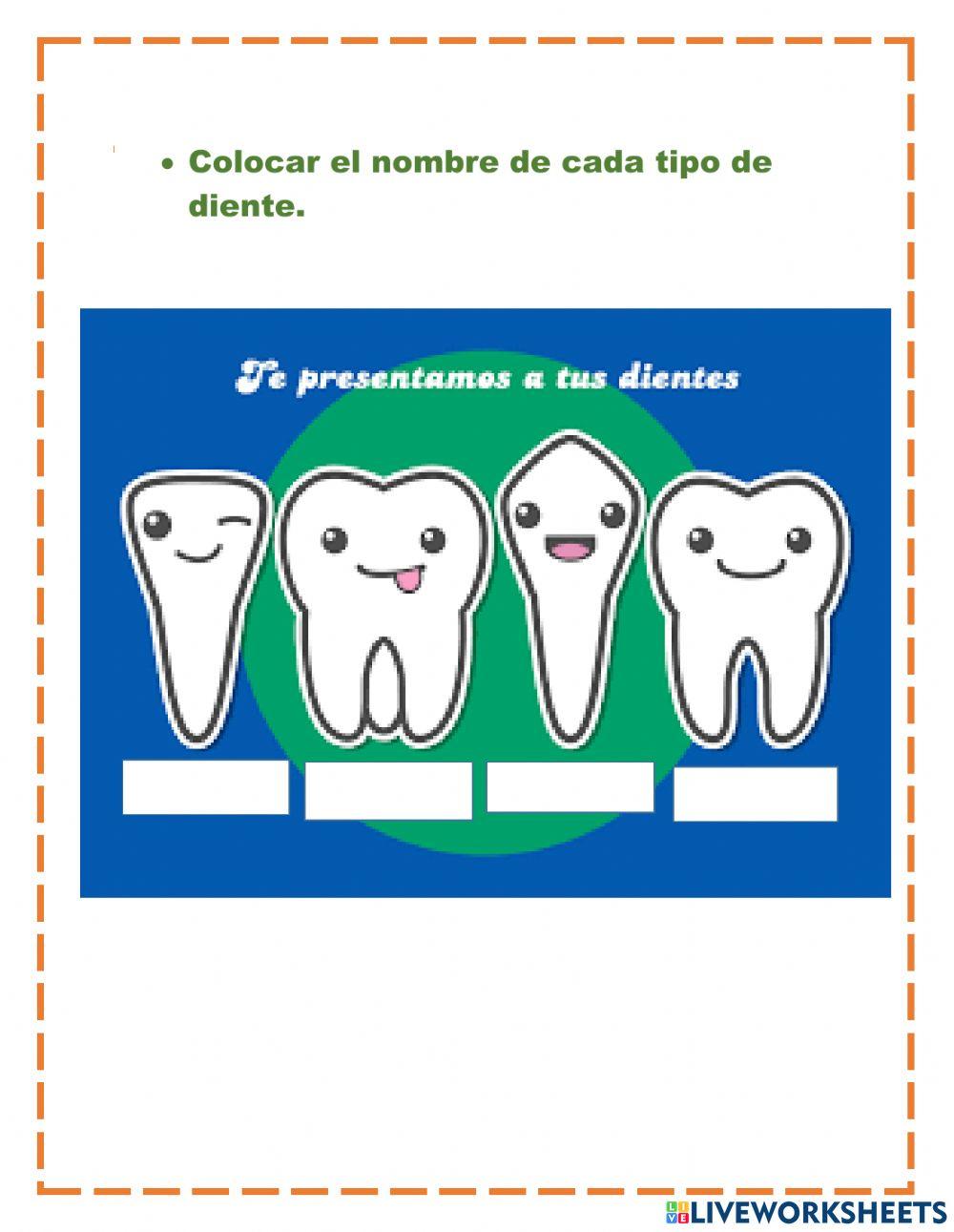 Tipos de dientes