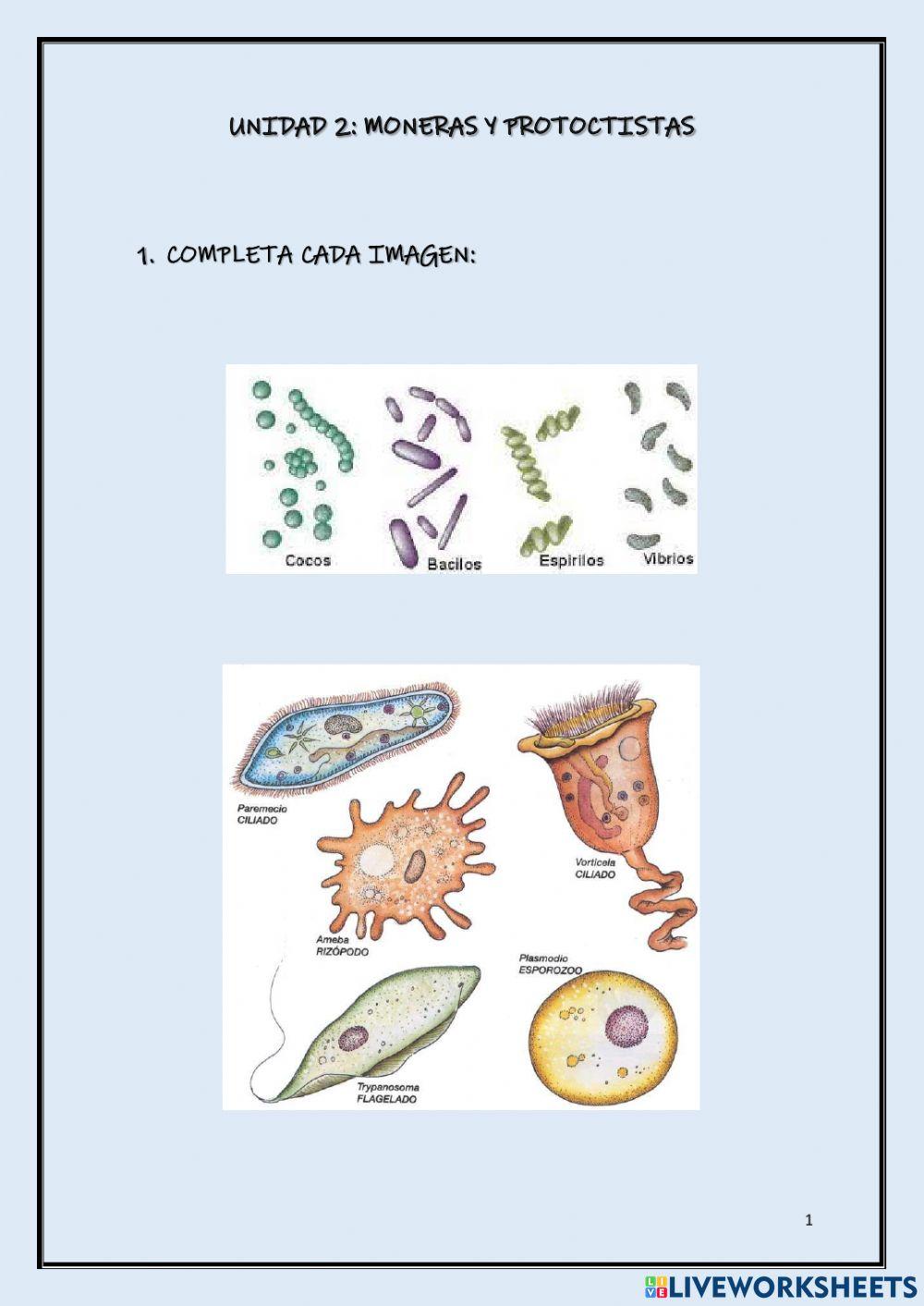 Moneras y proto… | Free Interactive Worksheets | 2214757