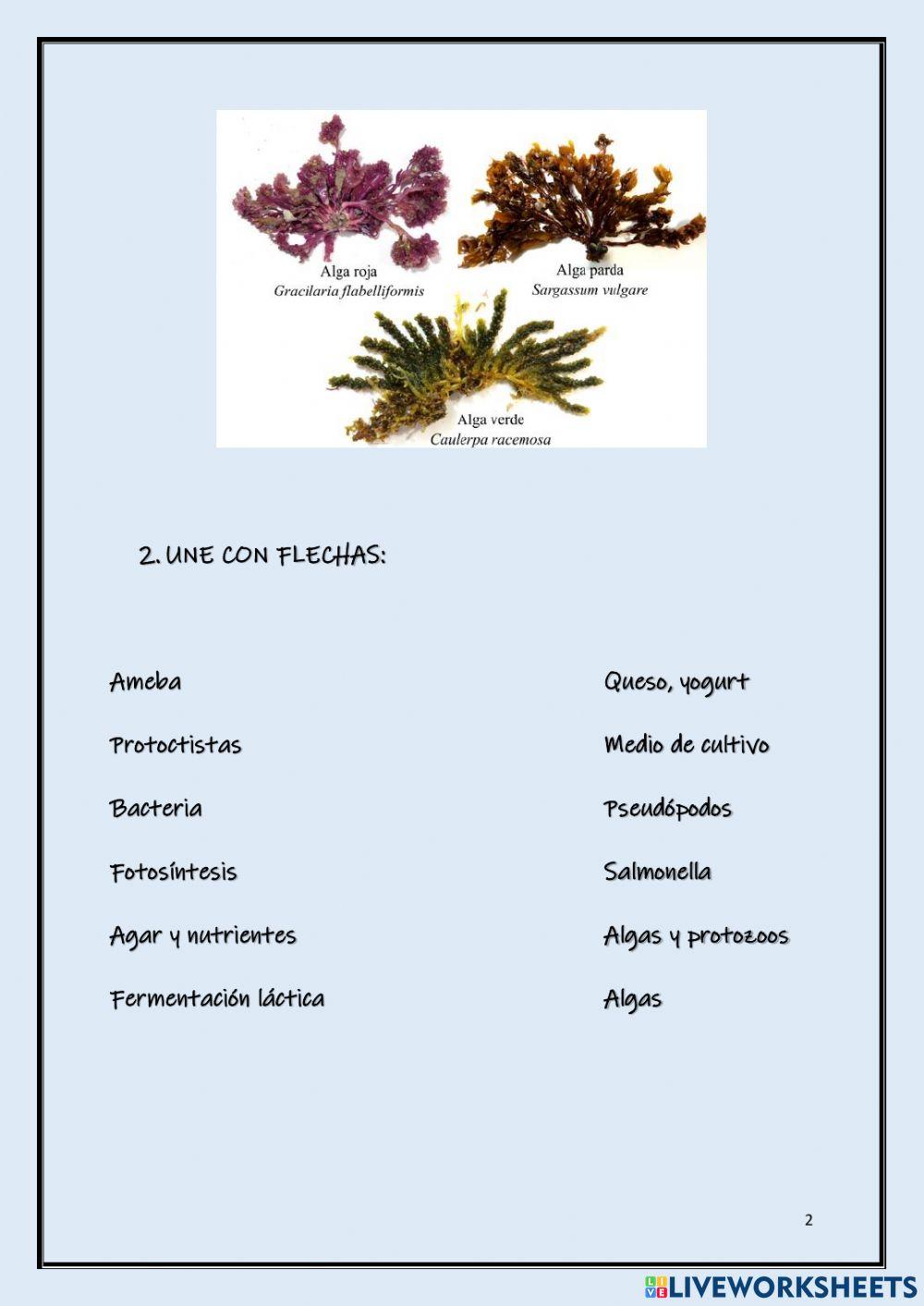 Moneras y proto… | Free Interactive Worksheets | 2214757