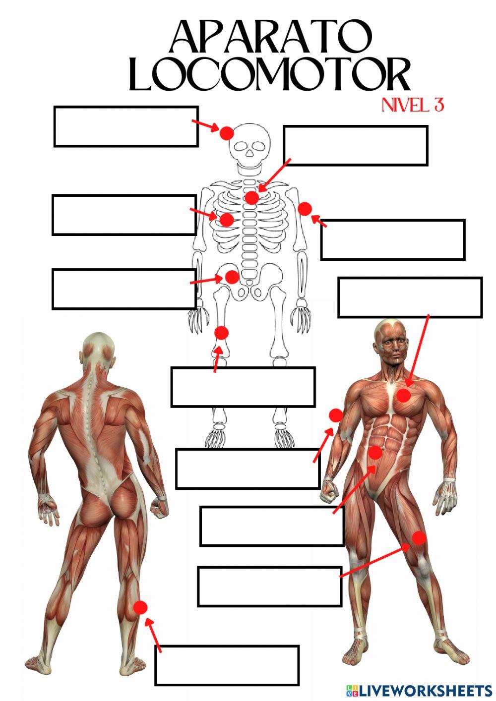 Nivel 3. Aparato locomotor