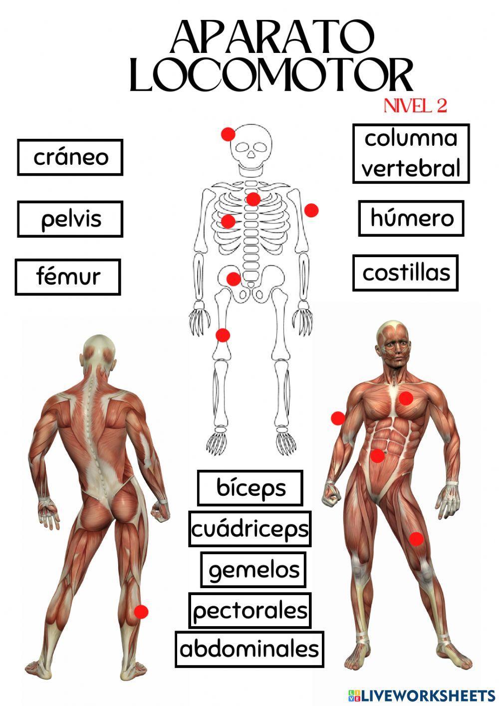Nivel 2. Aparato locomotor.