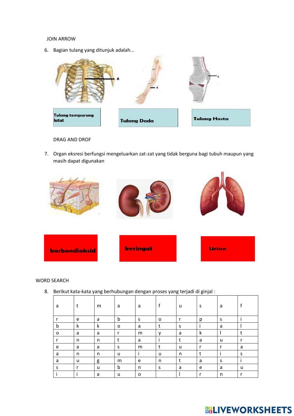 Sistem tubuh manusia