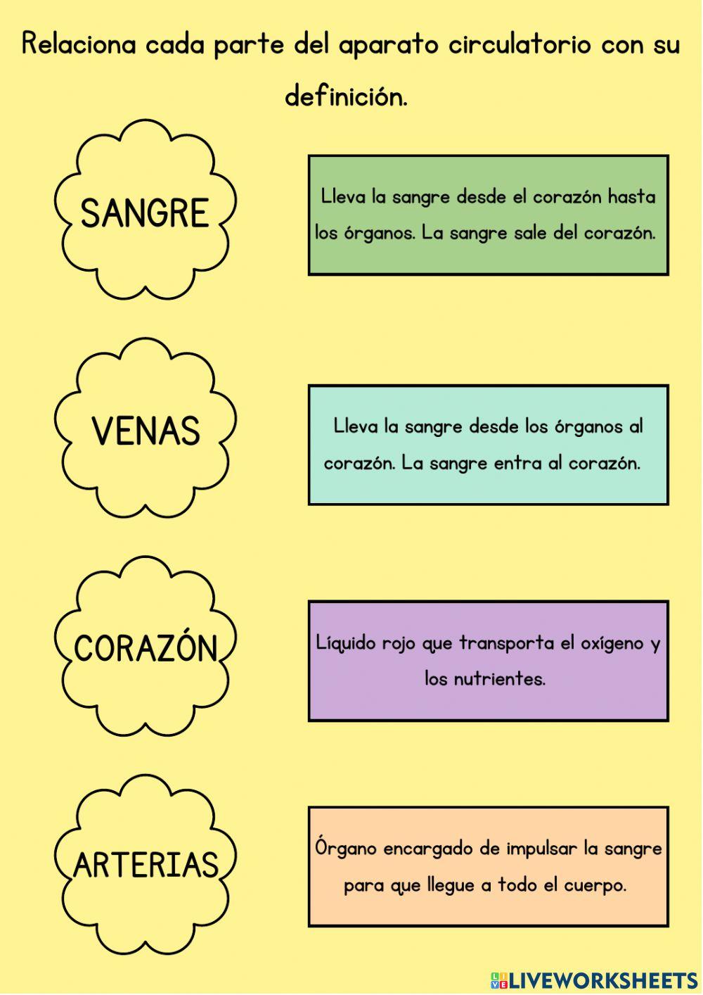 Aparato circulatorio