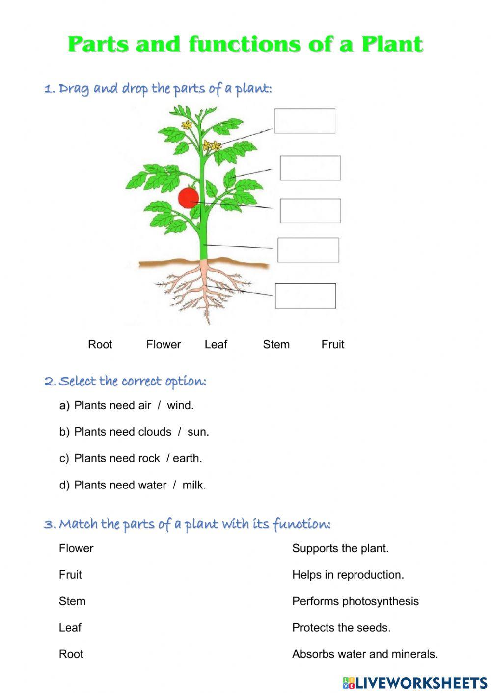 Parts and functions of a plant
