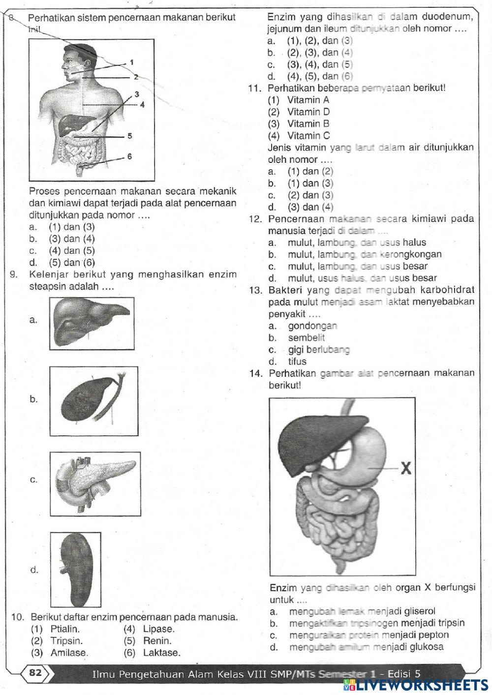 Sistem Pencernaan Makanan