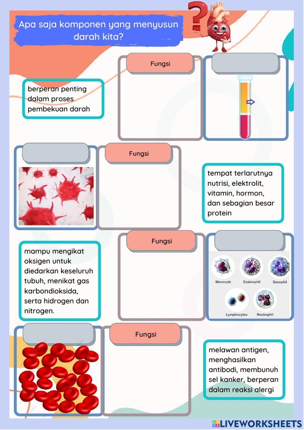 Sistem peredaran darah