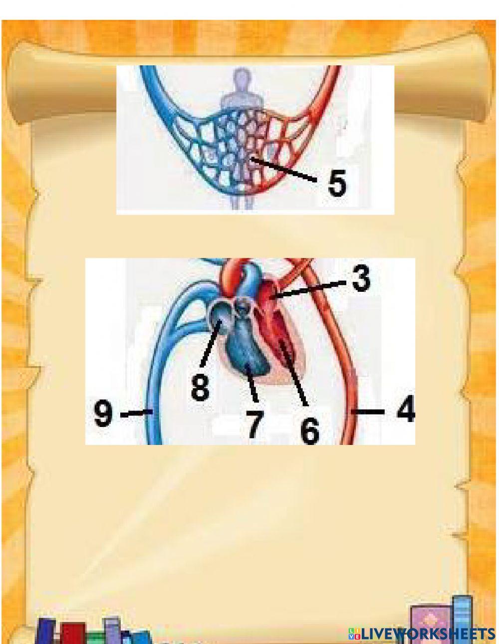 Alat peredaran darah manusia