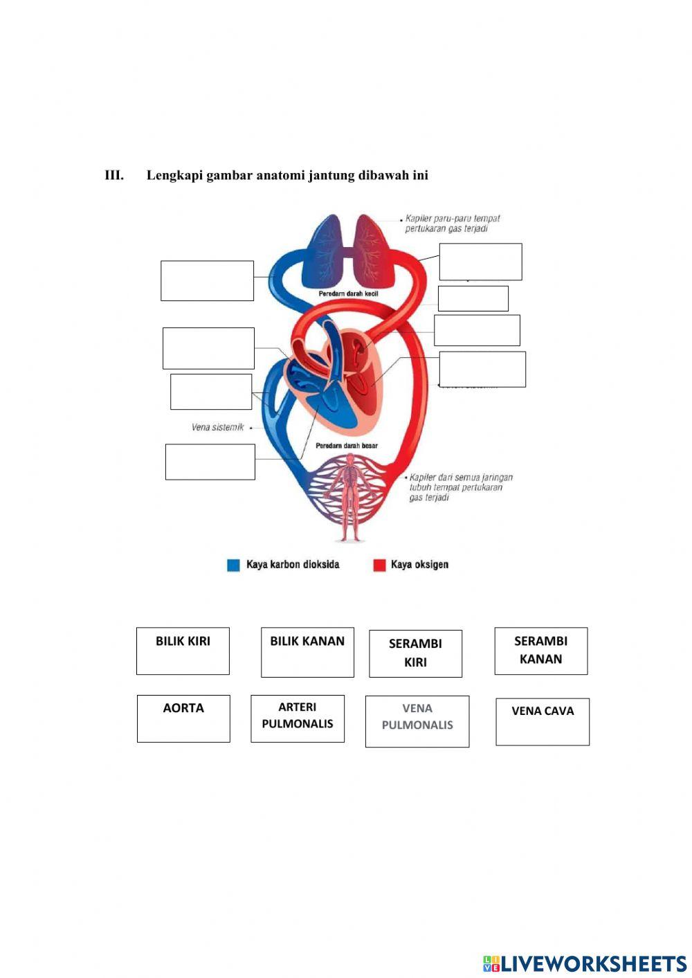 Sistem peredaran darah