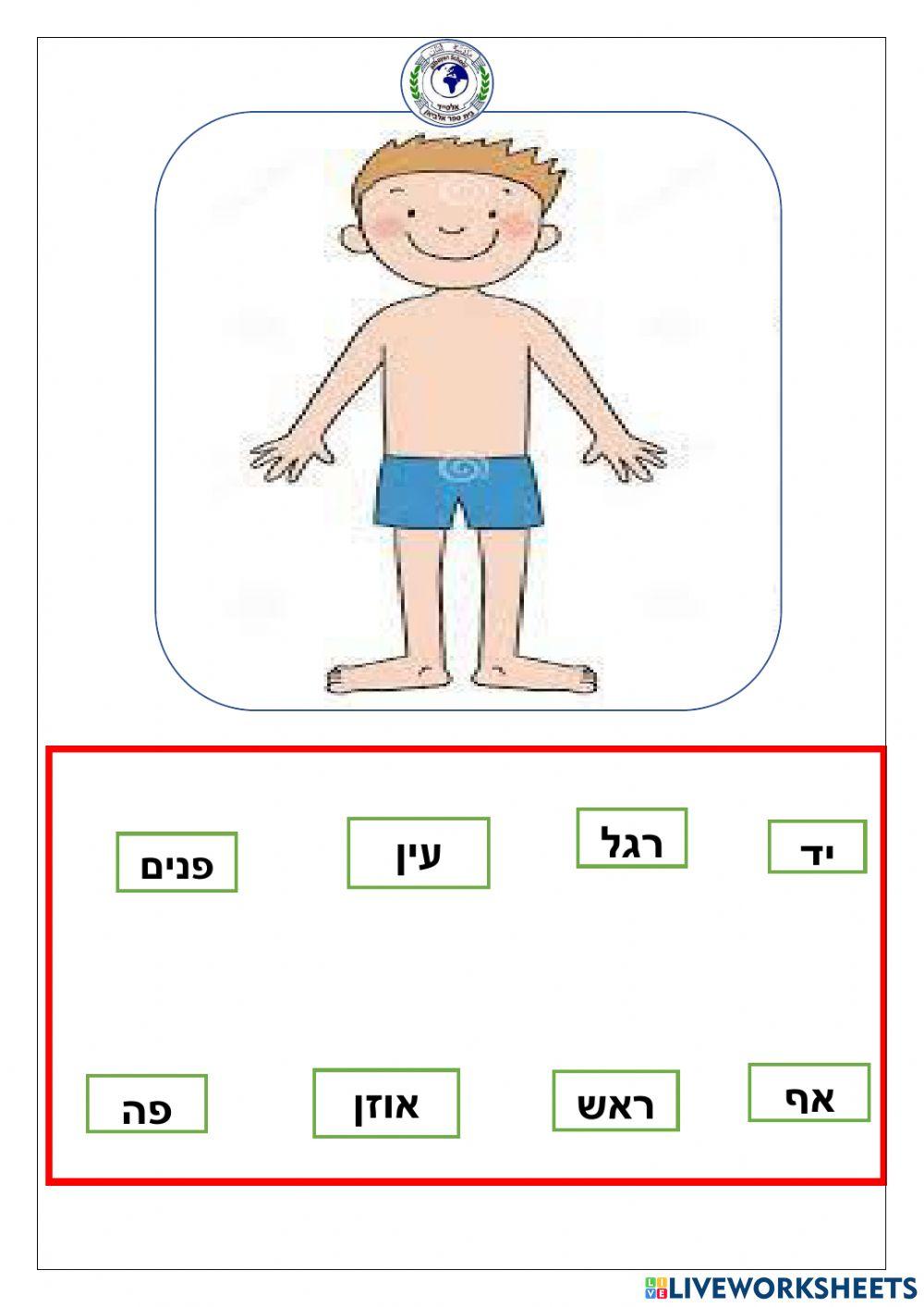 איברי   הגוף
