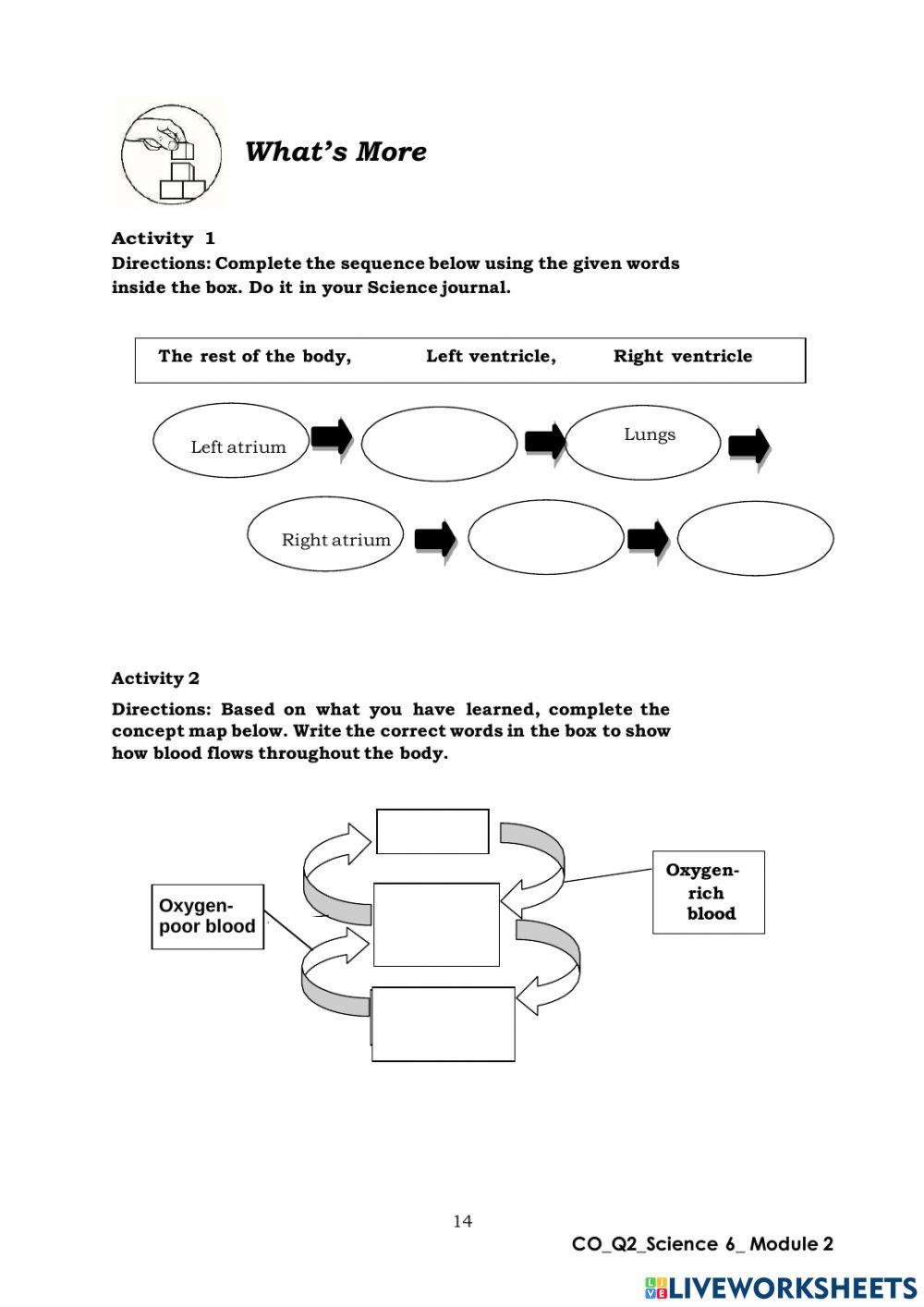 Circulatory System Worksheet