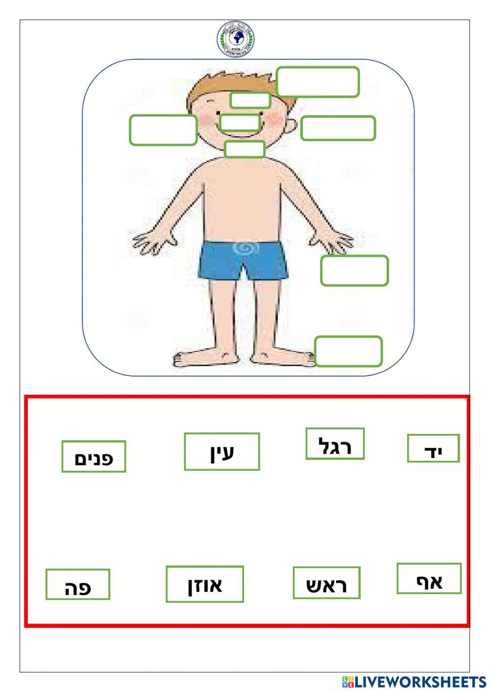 איברי  הגוף