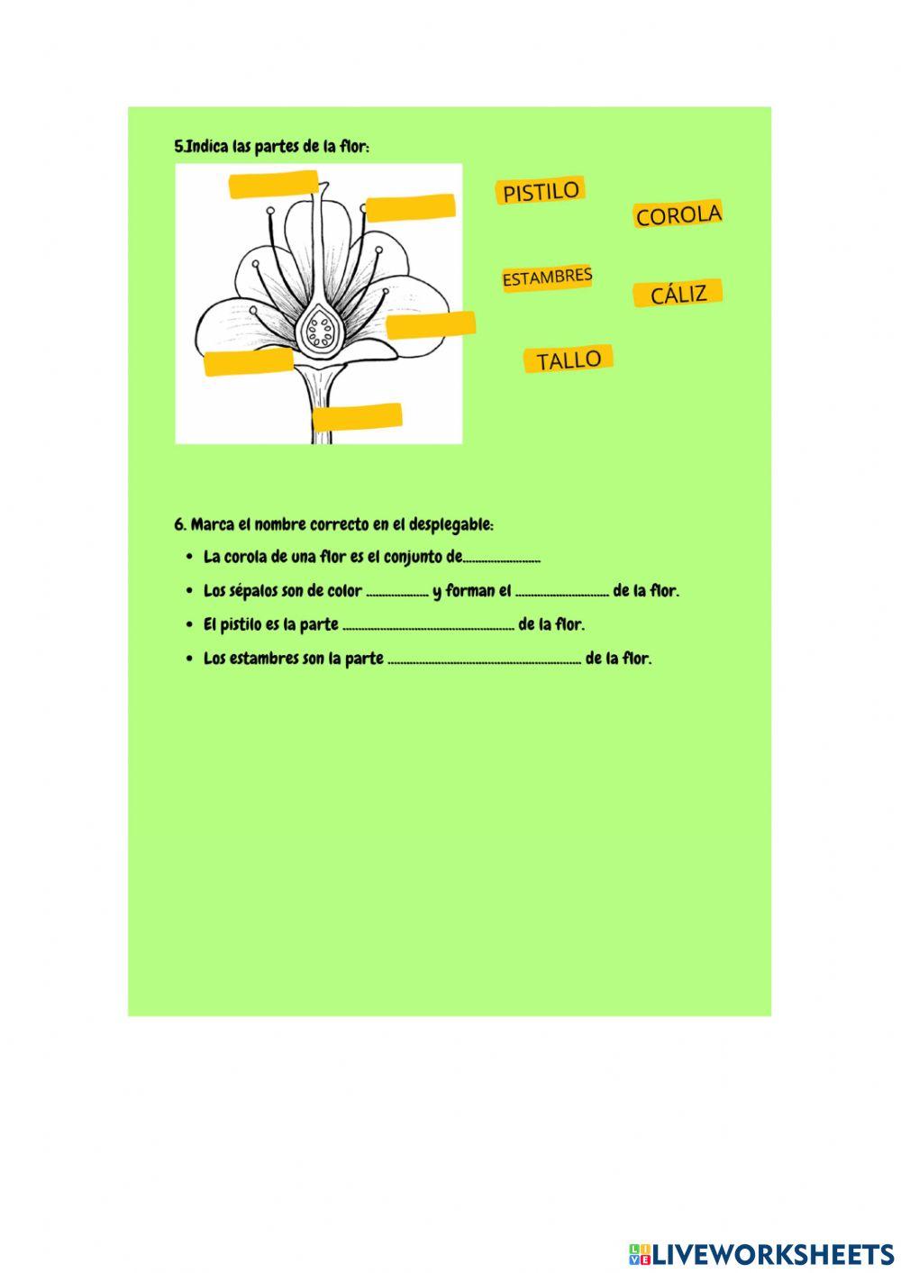 Las plantas 3º primaria
