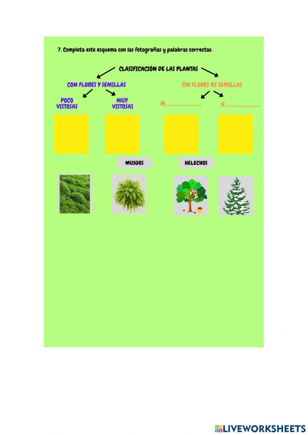 Las plantas 3º primaria