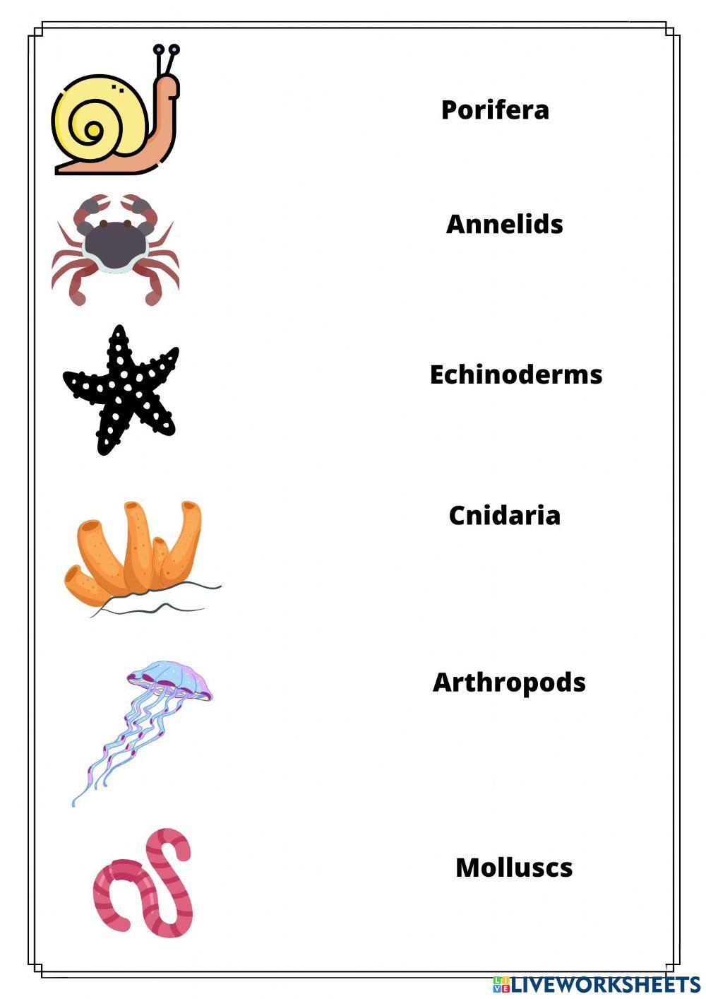 Invertebrates