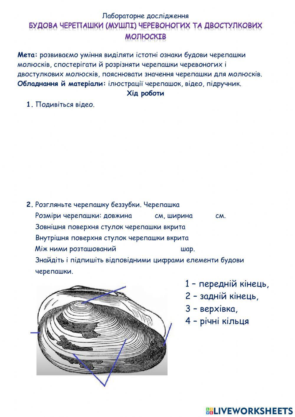 Лабораторне дослідження -Будова черепашки (мушлі) черевоногих та двостулкових молюсків-.
