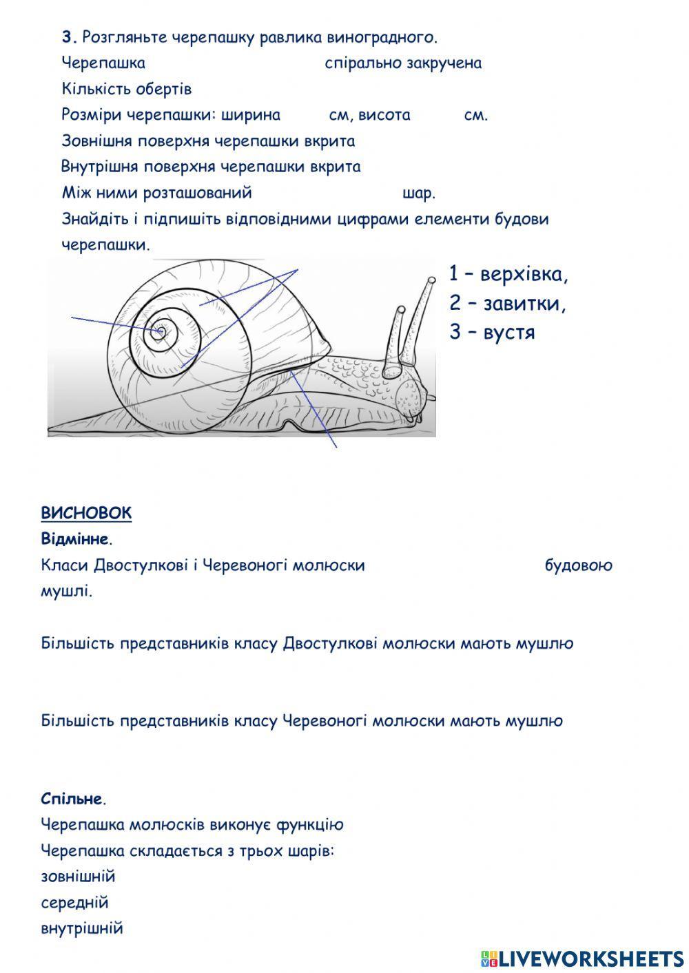 Лабораторне дослідження -Будова черепашки (мушлі) черевоногих та двостулкових молюсків-.