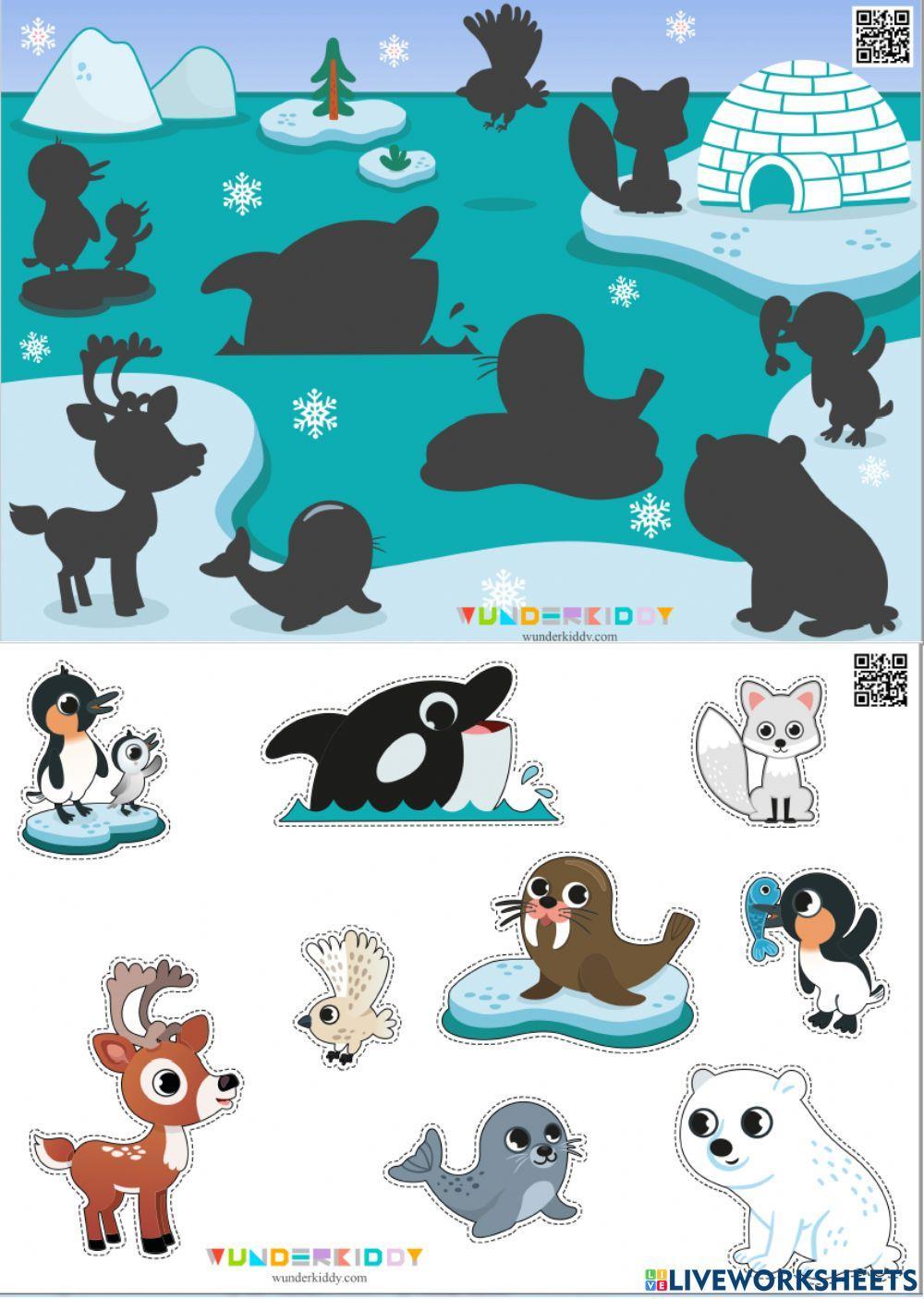 Тварини Арктики. Знайди тінь