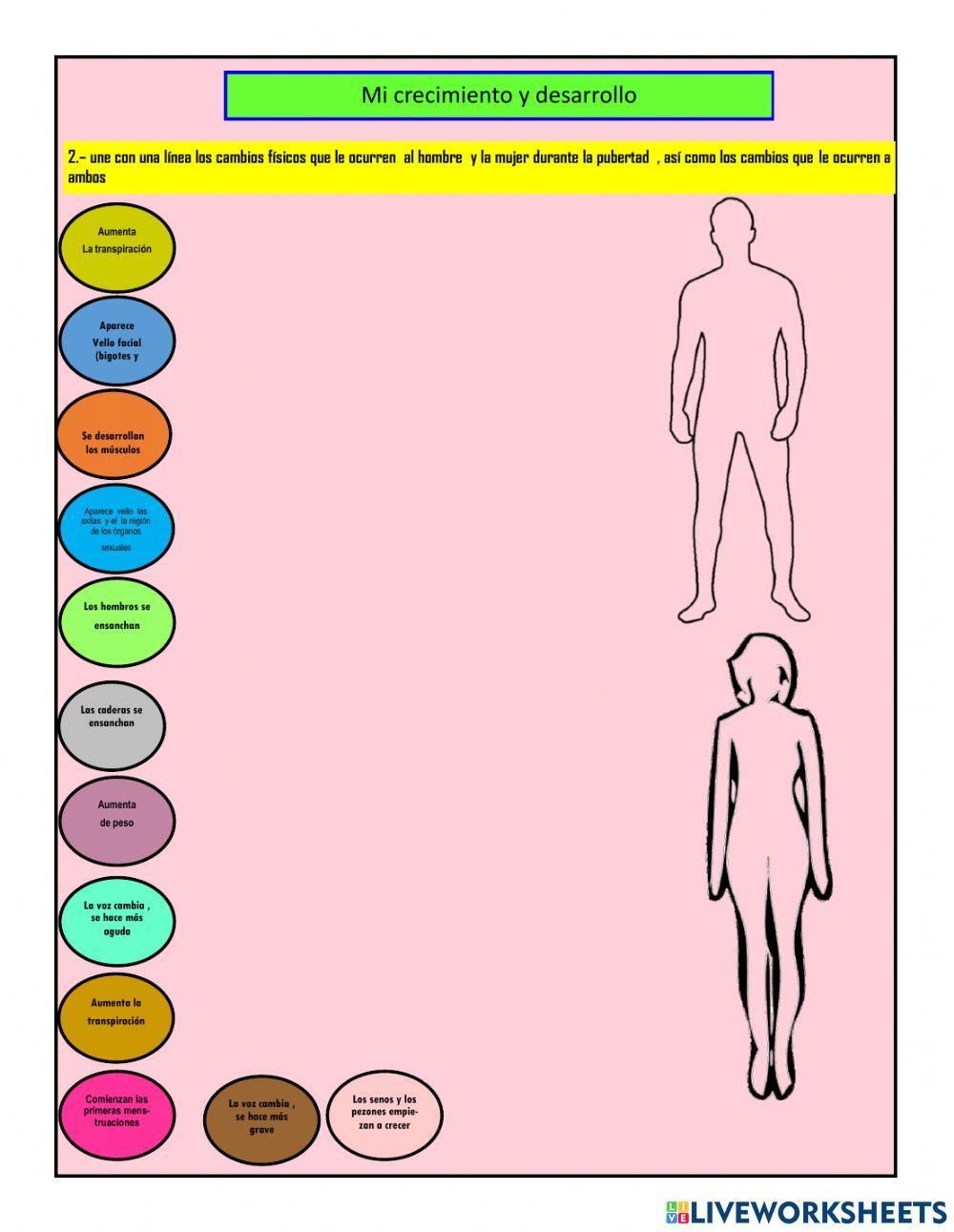 Etapas del desarrollo humano.