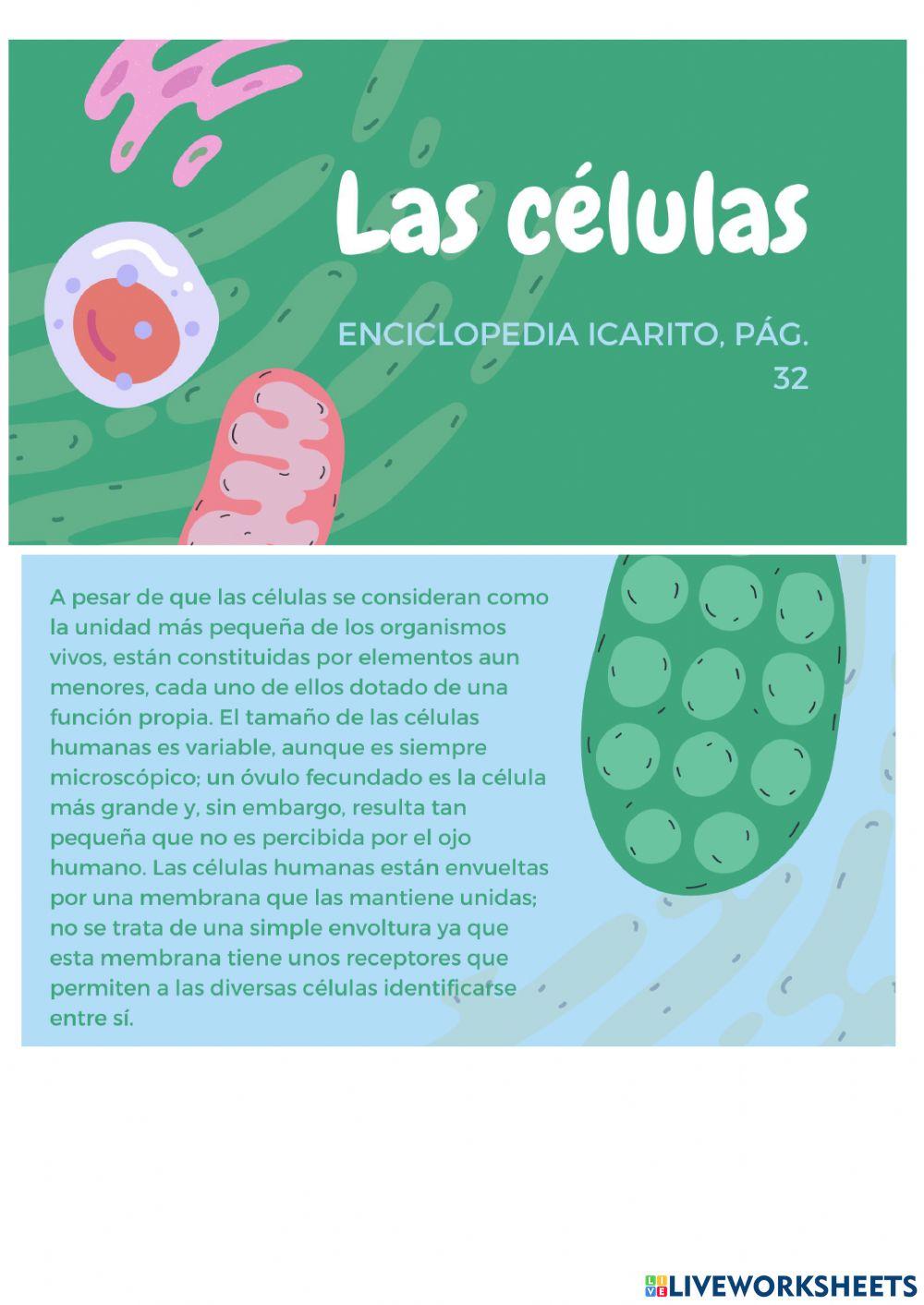 LiveWorksheets 1. Nivel literal parte 1 