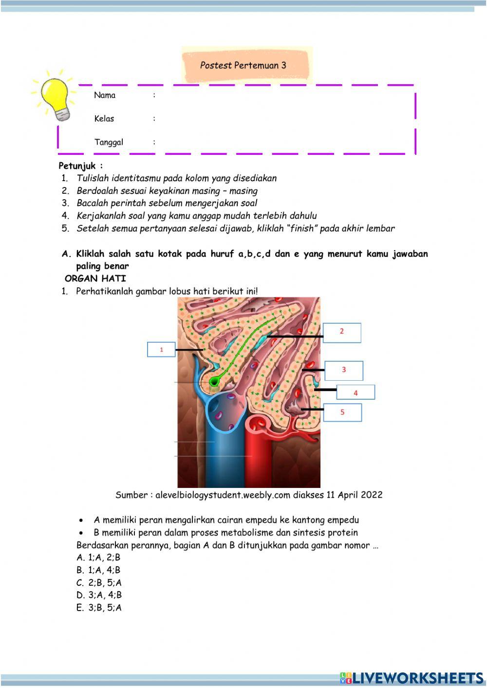 Postes Sistem Ekskresi Manusia
