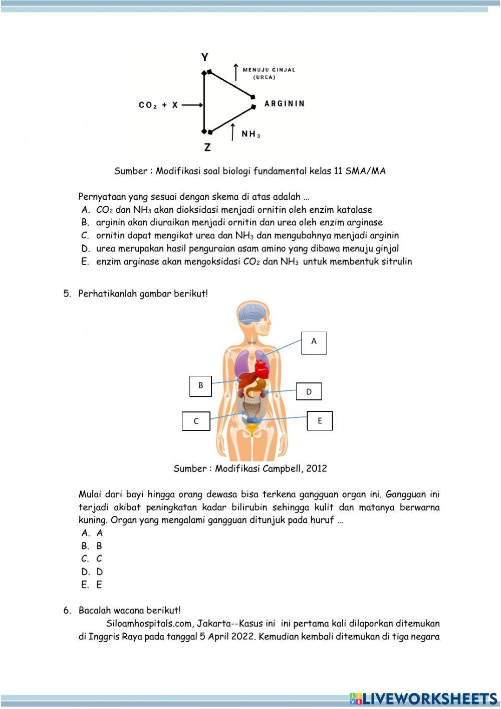 Postes Sistem Ekskresi Manusia