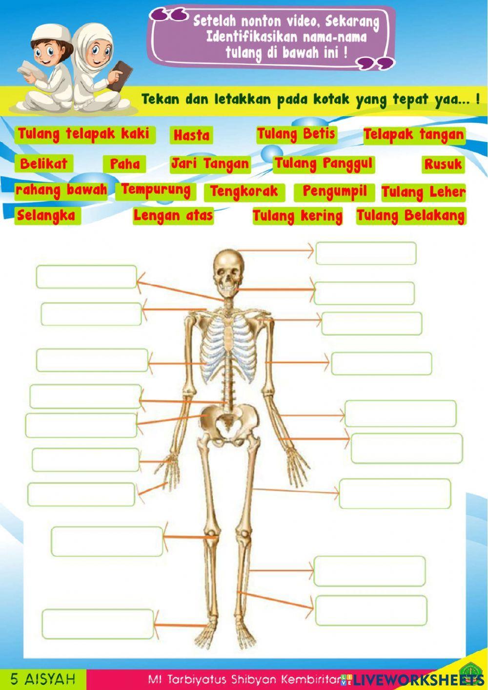 Media belajar ipa kelas5 organ gerakmanusia