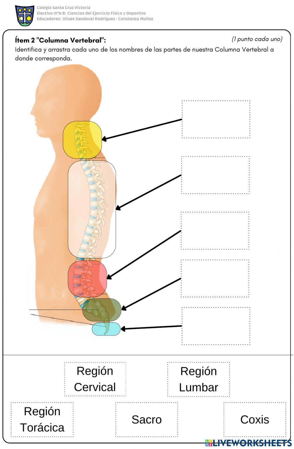 Huesos Principales del Cuerpo Humano