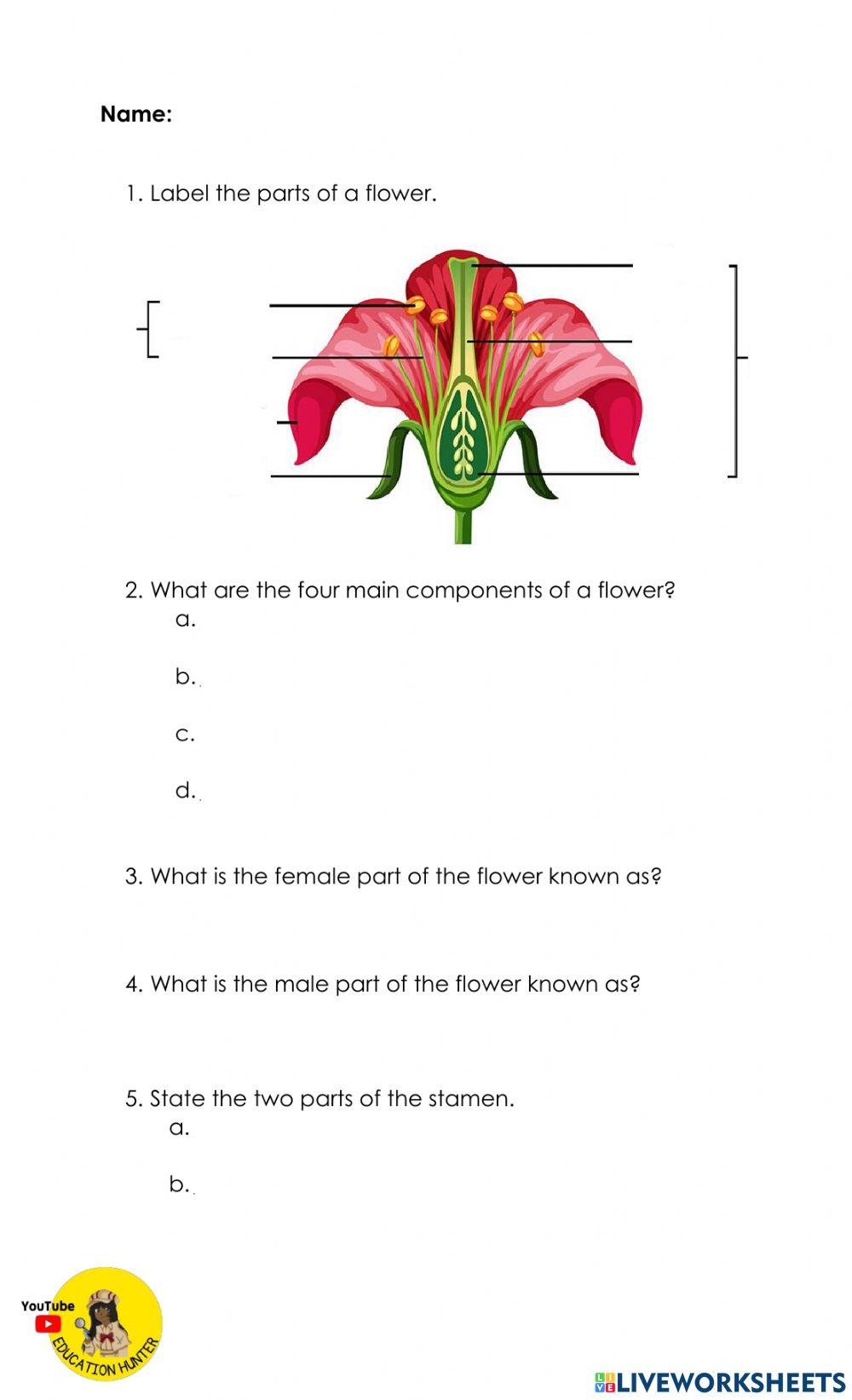 The Structure of a Flower worksheet Live Worksheets