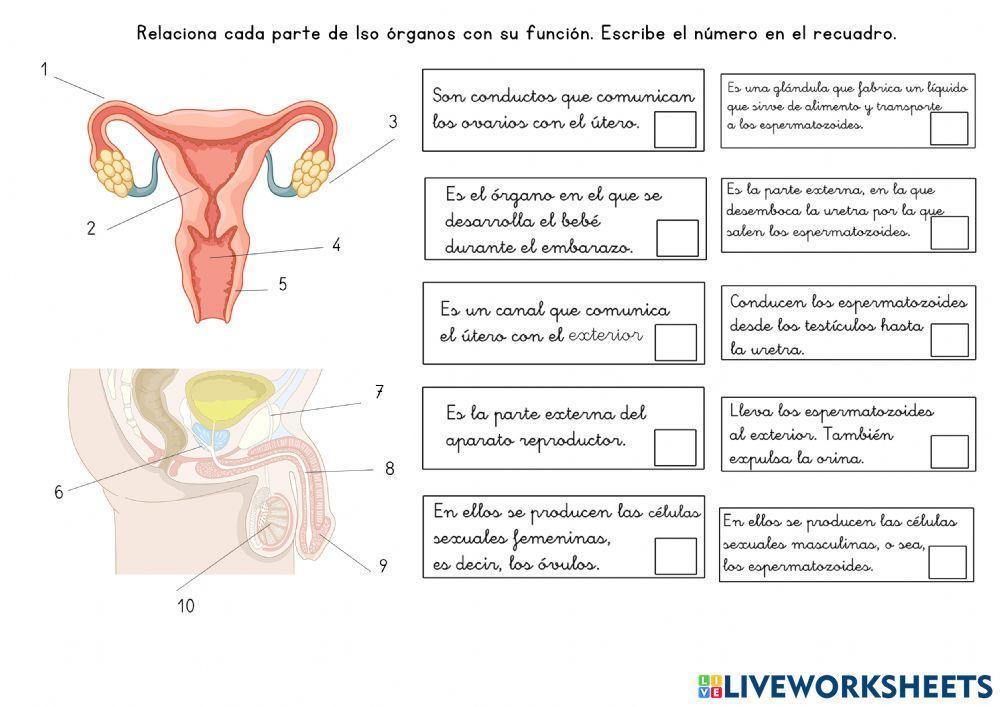 Funcion de reproducción