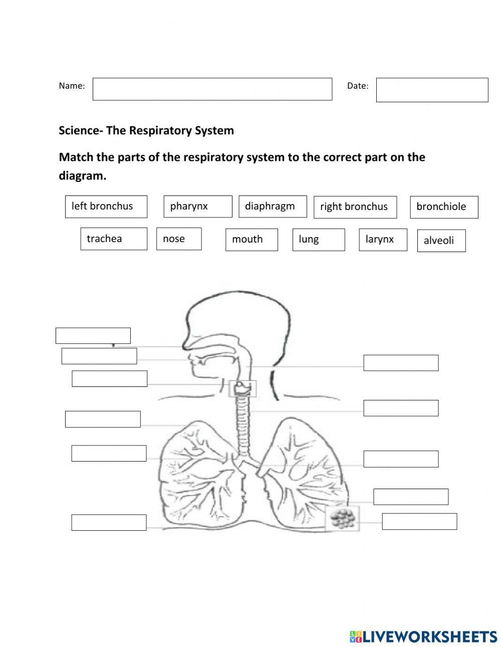 Matching- Respiratory System