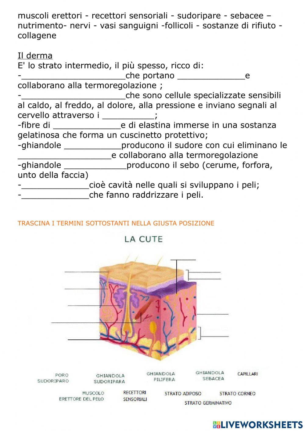 L'apparato tegumentario