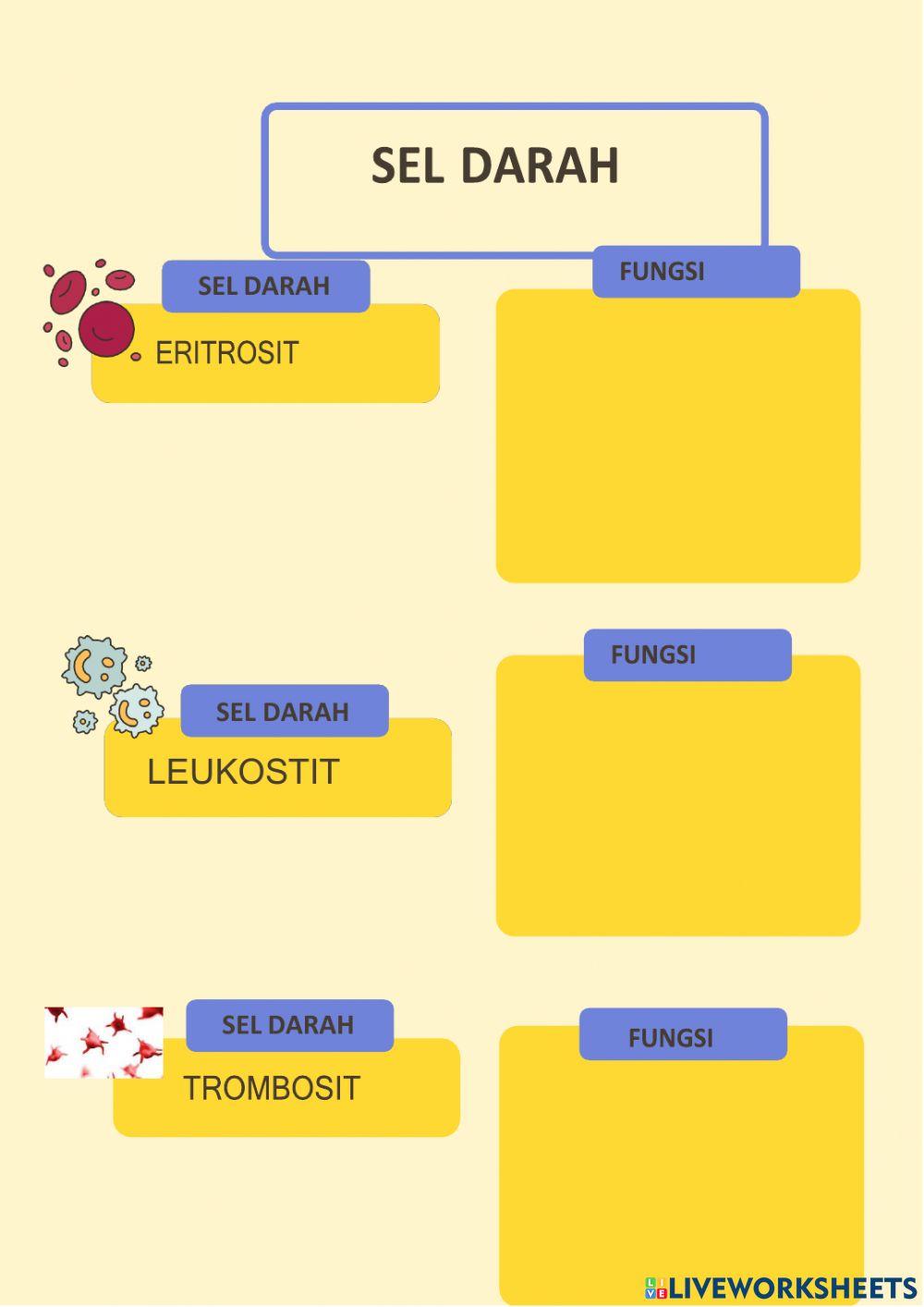 LKPD Sistem peredaran darah
