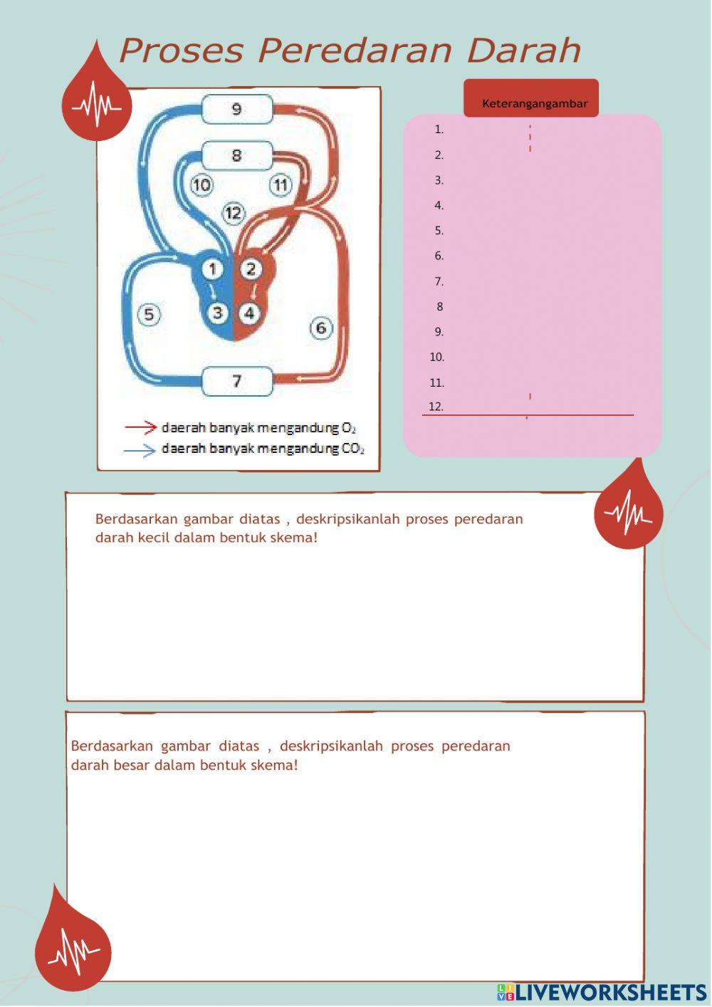 LKPD Sistem peredaran darah