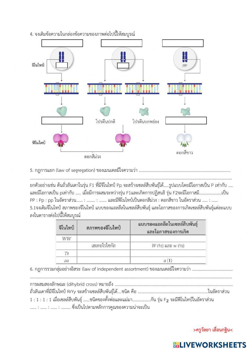 การถ่ายทอดลักษณะทางพันธุกรรม