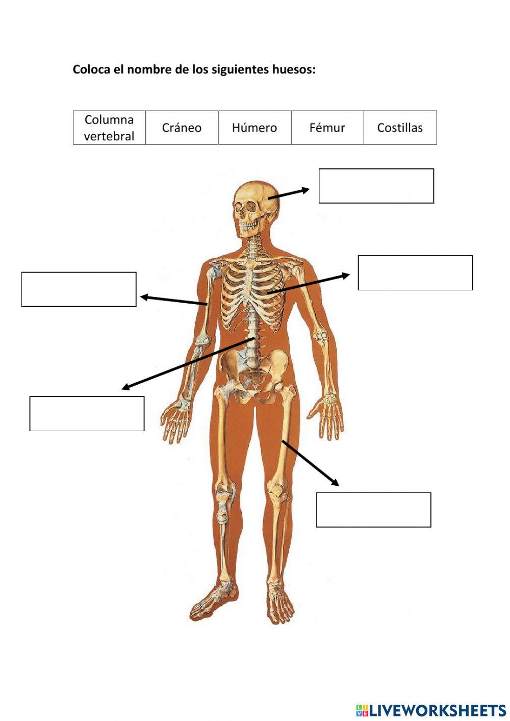 Huesos del cuerpo humano